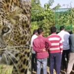 यूपी में तेंदुए ने ली बच्चे की जान, अगले दिन झाड़ी में पड़ा मिला शव