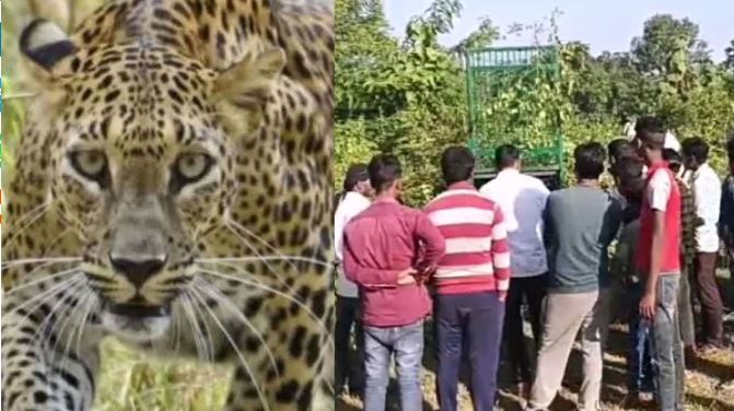 यूपी में तेंदुए ने ली बच्चे की जान, अगले दिन झाड़ी में पड़ा मिला शव