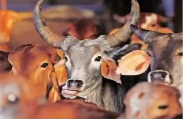 करणी सेना के जिलाध्यक्ष की काली करतूत, गौहत्या के बाद दूसरों के खेत में फेंकते थे अवशेष, यूट्यूबर सहित तीन गिरफ्तार