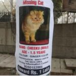 नोएडा में बिल्ली के लिए मालिक ने लगा दिए शहर में पोस्टर… खोजने वाले को मिलेंगे 1 लाख रुपये, किया ऐलान