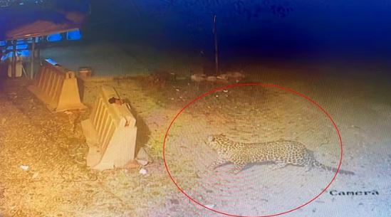 देहरादून एयरपोर्ट परिसर में फिर सक्रिय हुआ गुलदार, CCTV कैमरे में हुआ कैद; यात्रियों से सतर्क रहने की अपील