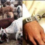 गोकशी करने वाले गिरोह के तीन गो तस्करों को किया गया गिरफ्तार 