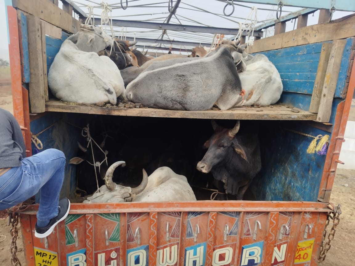 यात्रियों की सुविधा के लिए बना पूर्वांचल एक्सप्रेस-वे बना गोवंश तस्करी का नया केंद्र, चार बार पकड़े गए गोवंश से भरे वाहन 