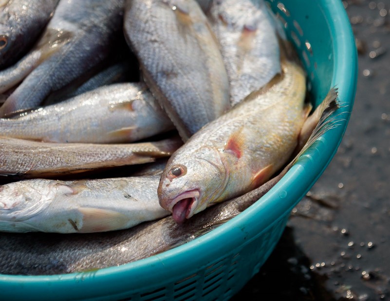 The growing livestock and fishing industries, which kill an average of 28 trillion animals each year in painful and systematic ways