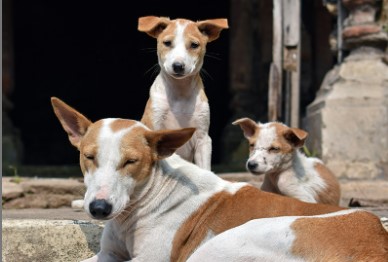 नोएडा की तीन हाईराइज सोसाइटियों ने बनाया मॉडल, आवारा कुत्तों की समस्या से मिली राहत