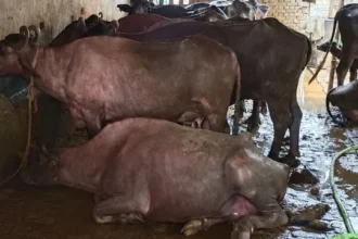 गाजियाबाद में गोबर से बनेगा बायो फ्यूल, नगर निगम ने शुरू की बड़ी पहल