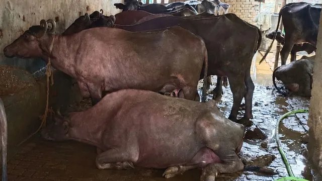 गाजियाबाद में गोबर से बनेगा बायो फ्यूल, नगर निगम ने शुरू की बड़ी पहल