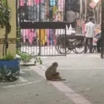 शाहदरा आयुष्मान आरोग्य मंदिर में बंदरों का आतंक, 10 दिन में 10 लोगों को काटा