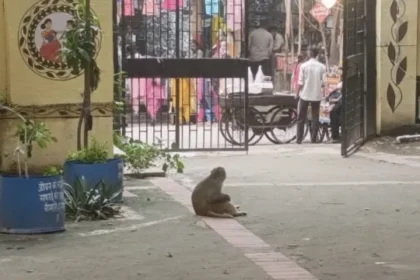 शाहदरा आयुष्मान आरोग्य मंदिर में बंदरों का आतंक, 10 दिन में 10 लोगों को काटा
