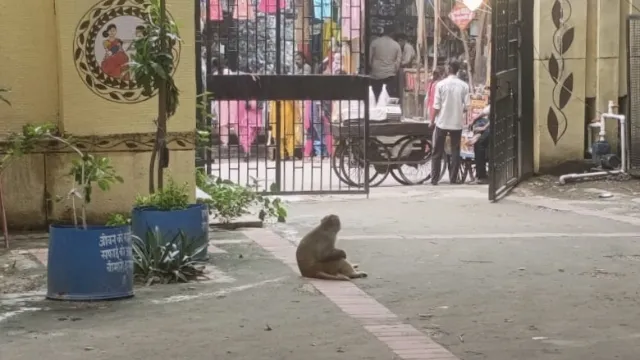 शाहदरा आयुष्मान आरोग्य मंदिर में बंदरों का आतंक, 10 दिन में 10 लोगों को काटा