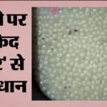 रक्षाबंधन से पहले मिठाई की फैक्ट्री में छापा, गंदगी में बन रहे थे रसगुल्ले; ढाई क्विंटल नष्ट