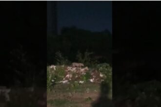 ग्रेनो वेस्ट के ऐमनाबाद के पास तेंदुआ दिखने का दावा, तलाश जारी