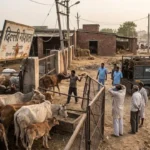 दिल्ली में बेसहारा गोवंश की समस्या बरकरार, गौशालाएं फुल और अवैध डेयरियां बेखौफ