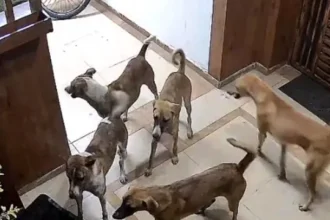 गाजियाबाद की सोसायटियों में आवारा कुत्तों का आतंक, लिफ्ट से फ्लैटों के दरवाजे तक पहुंच रहे