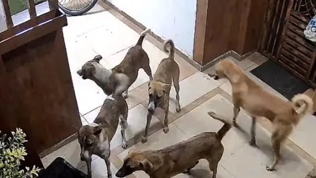 गाजियाबाद की सोसायटियों में आवारा कुत्तों का आतंक, लिफ्ट से फ्लैटों के दरवाजे तक पहुंच रहे
