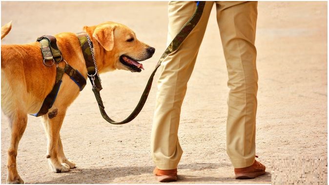 गाजियाबाद में 15 वर्षीय किशोर लापता, नमाज पढ़ने के लिए घर से निकला था; पुलिस ने शुरू की तलाश