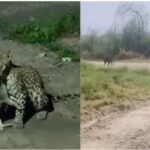 ग्रेटर नोएडा के एनटीपीसी प्लांट में तेंदुआ: फिशिंग कैट होने की आशंका, वन विभाग ने पंजों के निशान देख जाल बिछाए