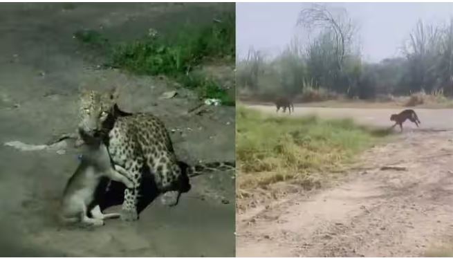 ग्रेटर नोएडा के एनटीपीसी प्लांट में तेंदुआ: फिशिंग कैट होने की आशंका, वन विभाग ने पंजों के निशान देख जाल बिछाए