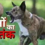 नोएडा की प्रतीक विस्टीरिया सोसायटी में आवारा कुत्ते का आतंक: निवासी पर किया हमला, AOA ने प्राधिकरण से लगाई गुहार