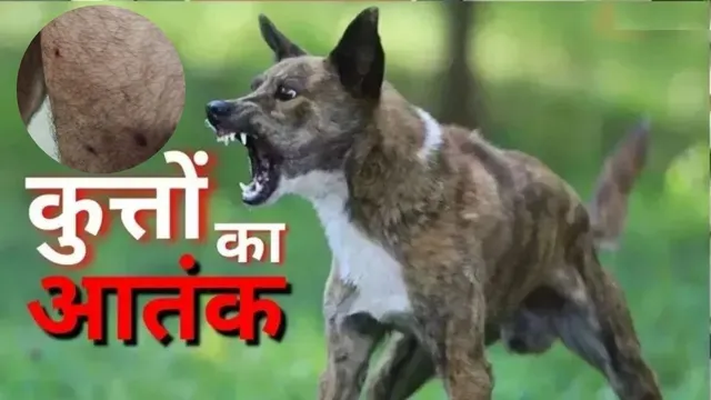 नोएडा की प्रतीक विस्टीरिया सोसायटी में आवारा कुत्ते का आतंक: निवासी पर किया हमला, AOA ने प्राधिकरण से लगाई गुहार