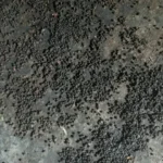 मैदा, गोंद और रिफाइंड से बना रहे थे चमकदार काली मिर्च, फैक्ट्री से 13.34 लाख का माल जब्त