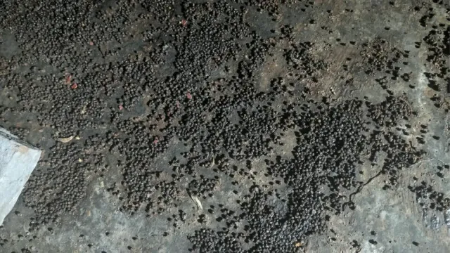 मैदा, गोंद और रिफाइंड से बना रहे थे चमकदार काली मिर्च, फैक्ट्री से 13.34 लाख का माल जब्त